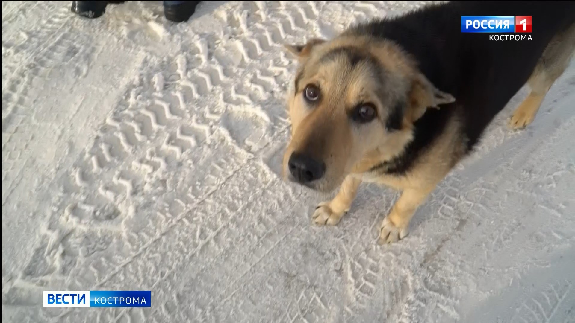 Хозяйку 6 собак из Костромы оштрафовали из-за громкого лая и неприятных запахов