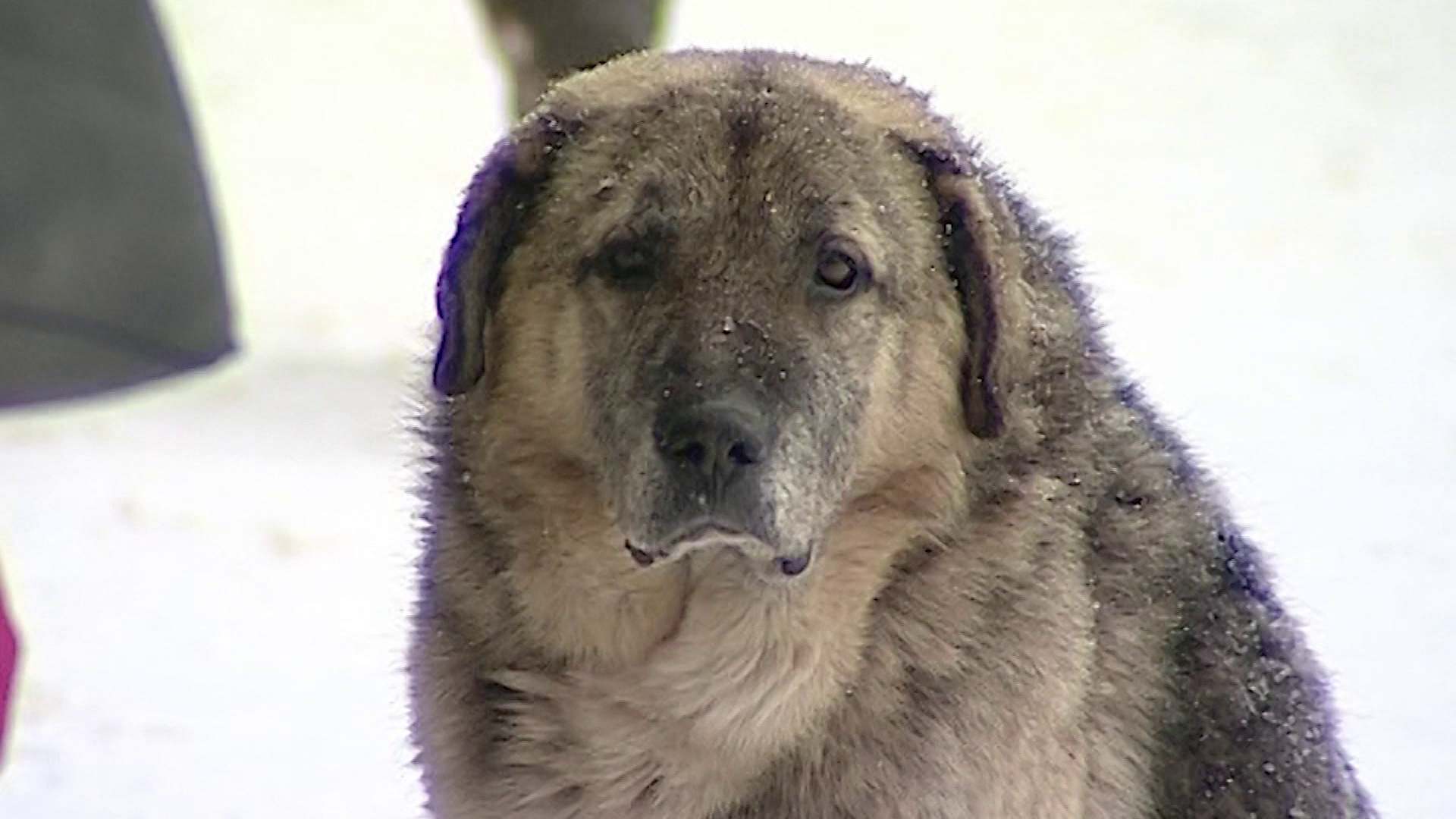 Жители жалуются на упитанных собак на улицах костромского райцентра