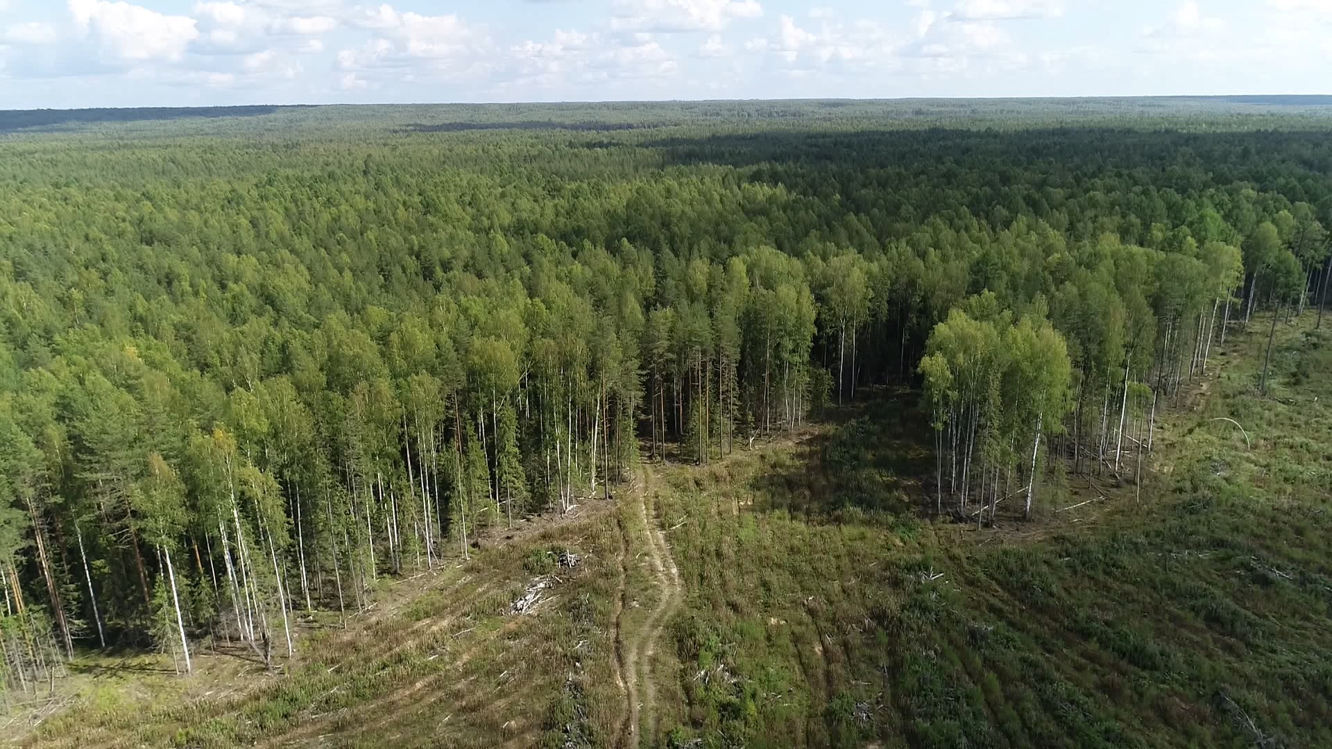 Леса Костромской области фото с высоты
