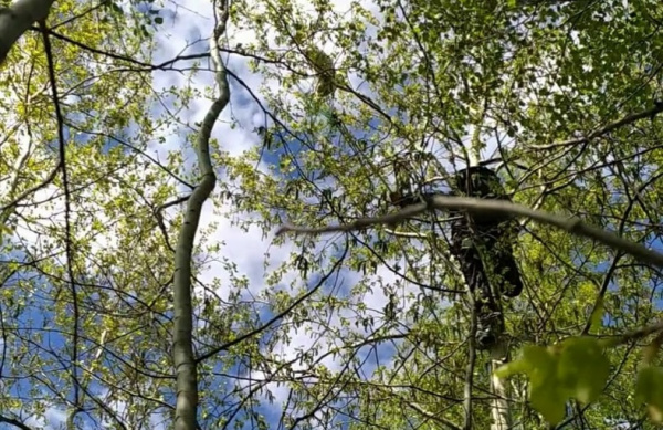 Кот Степан два дня просидел на дереве в Костроме в ожидании помощи