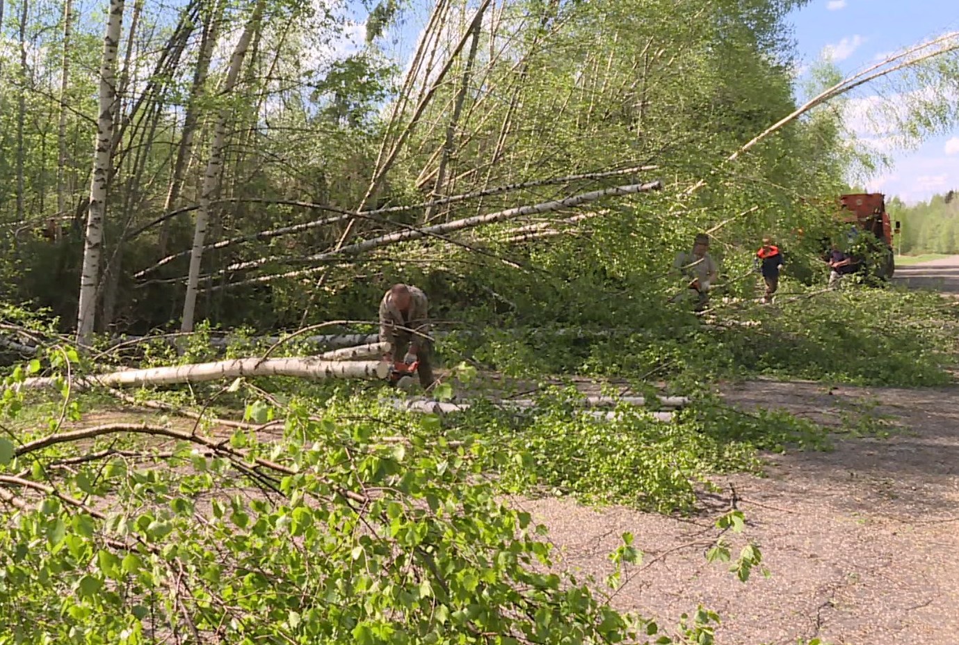 В населенных пунктах Костромской области обследуют все деревья