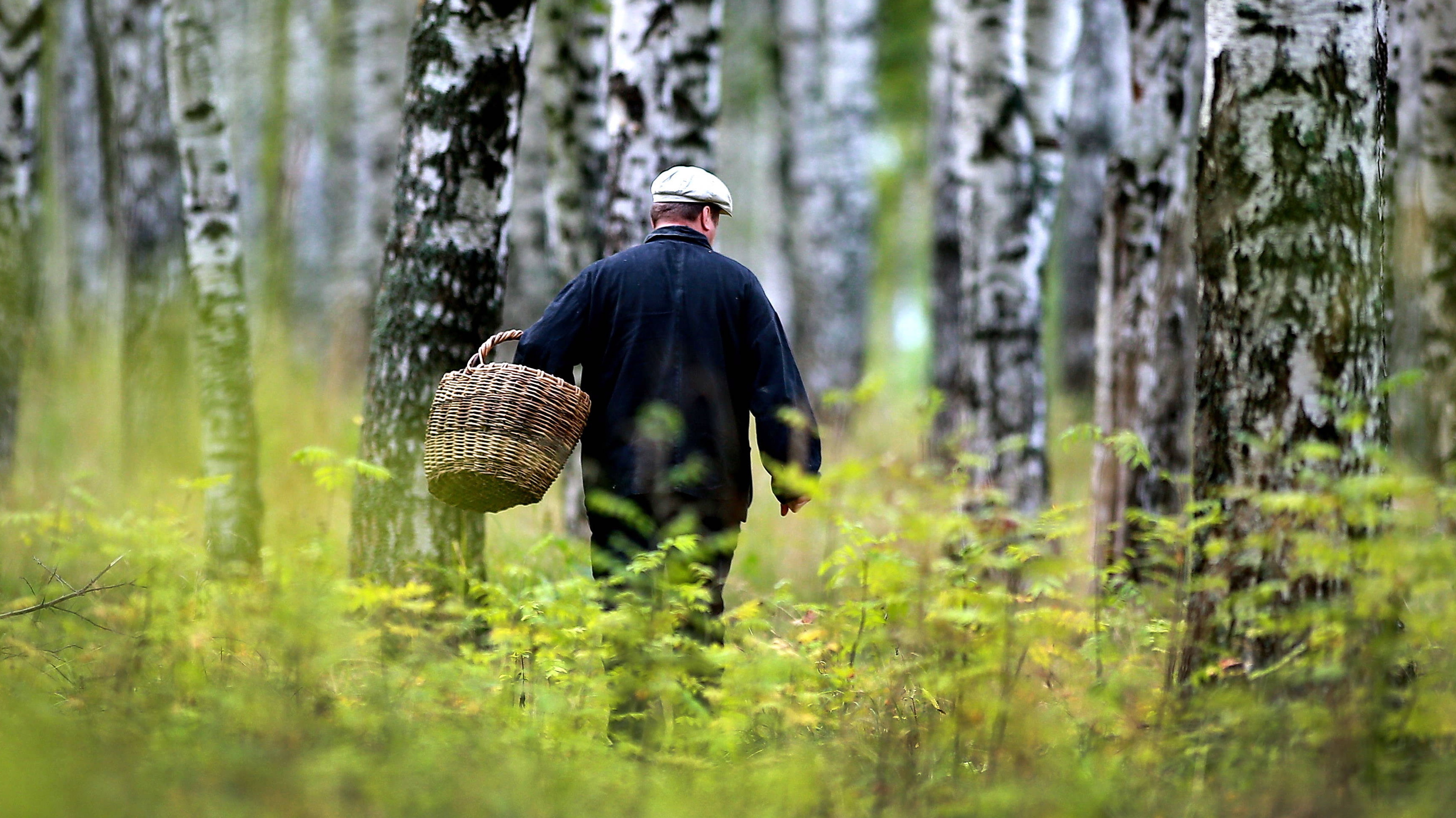 Грибники собирают в костромских лесах новый урожай клещей