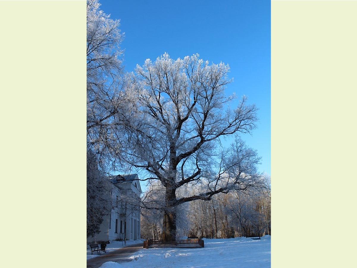 У костромичей есть возможность помочь победить дереву: Абрамцевский дуб принимает участие в конкурсе "Европейское древо 2019 года"