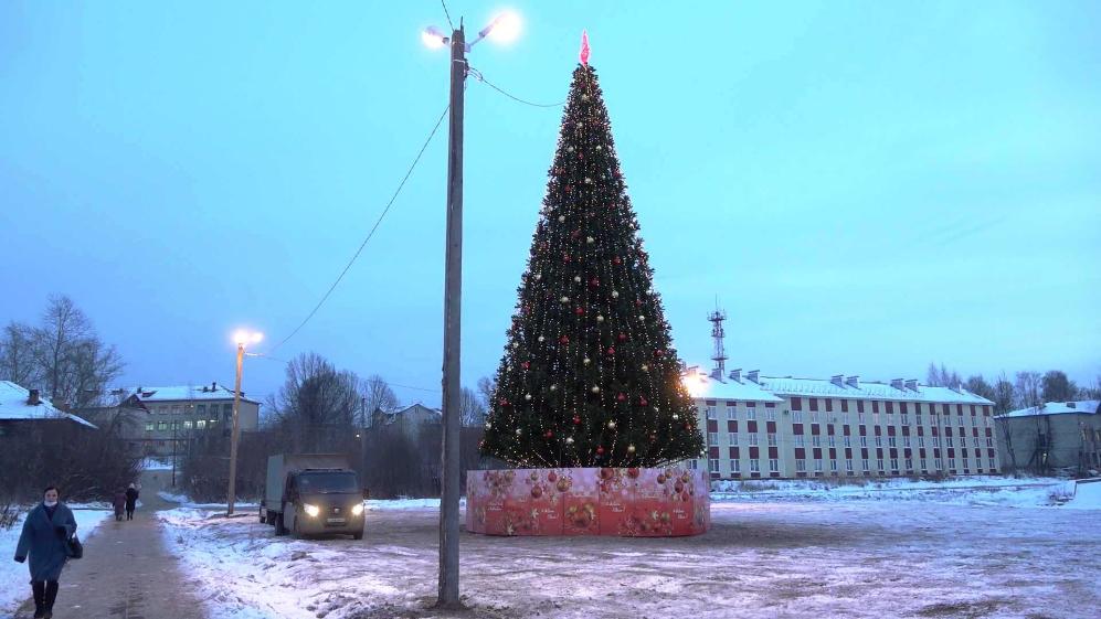 Ели в костроме. Елка Шарья Ветлужский. Елка в Костроме в центре. Новогодняя елка в Шарье. Костромская ель.