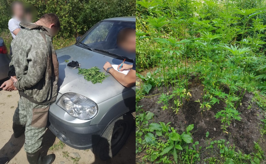 Плантацию конопли нашли полицейские в костромском лесу