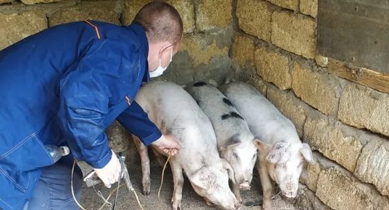 В Костромской области выявлен очаг африканской чумы свиней