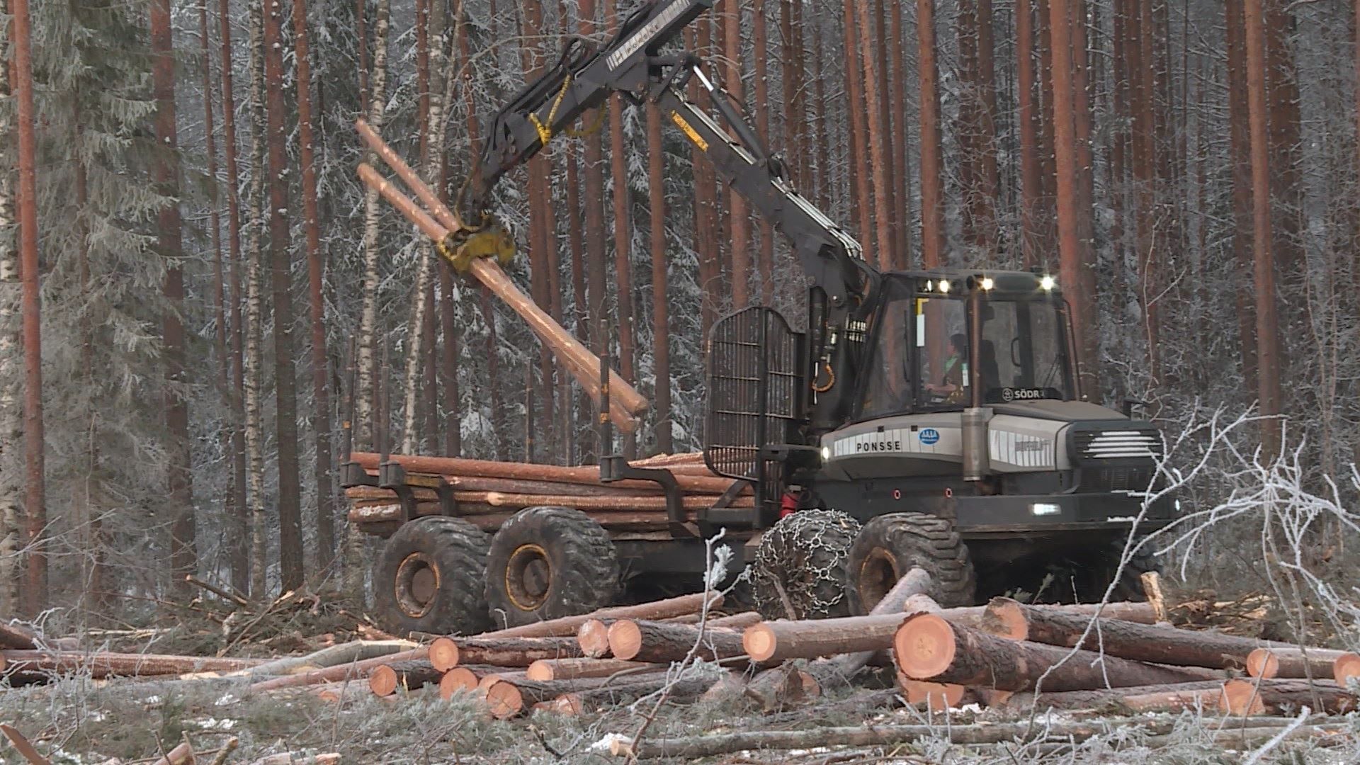 В Костромской области приняли «лесной план» на ближайшие 10 лет