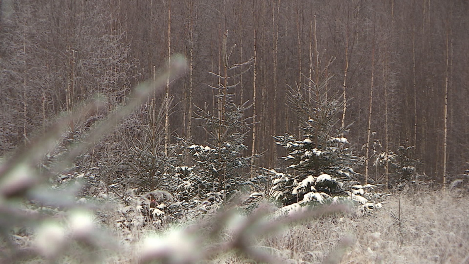 В лесах Костромской области следят за незаконной вырубкой елок к Новому году