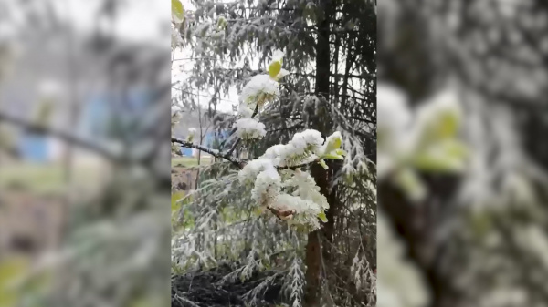 Аномалия: в Костромской области в конце мая выпал снег