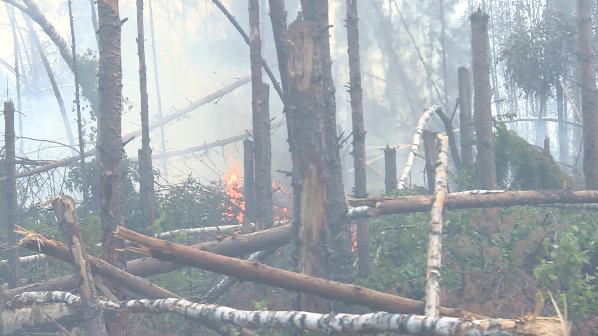 В Костромской области произошел первый лесной пожар в этом сезоне