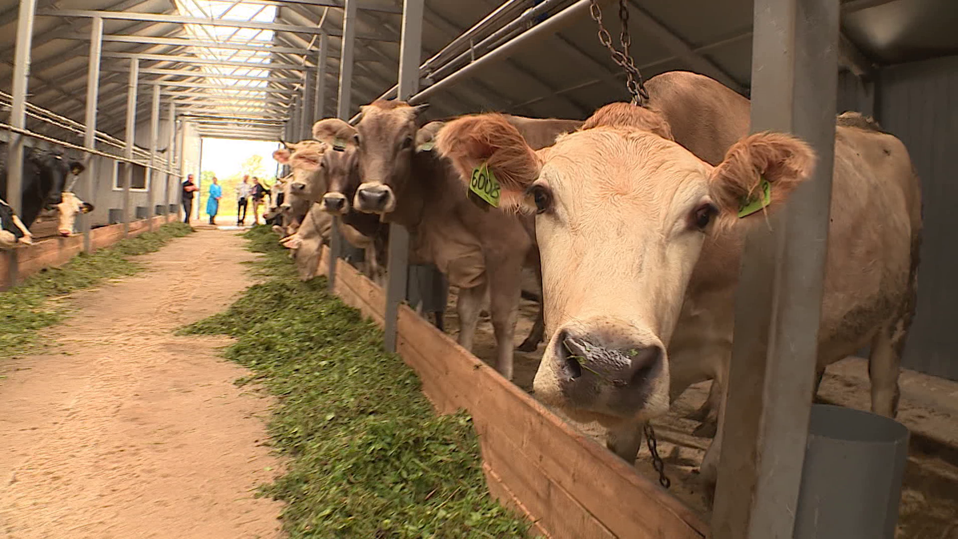 Костромские аграрии отчитались: кормами коров обеспечили