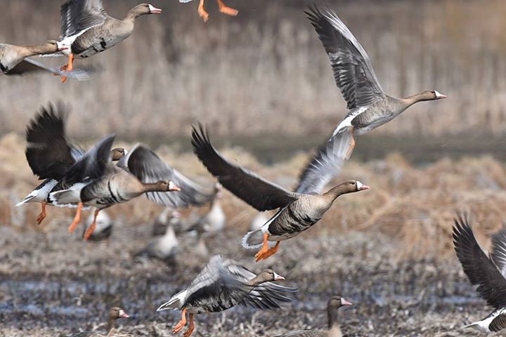 В Костромскую область начинают прибывать голодные гуси