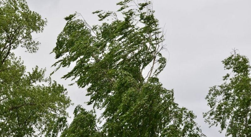 Метеопредупреждение: на Костромскую область надвигается сильный ветер и дождь