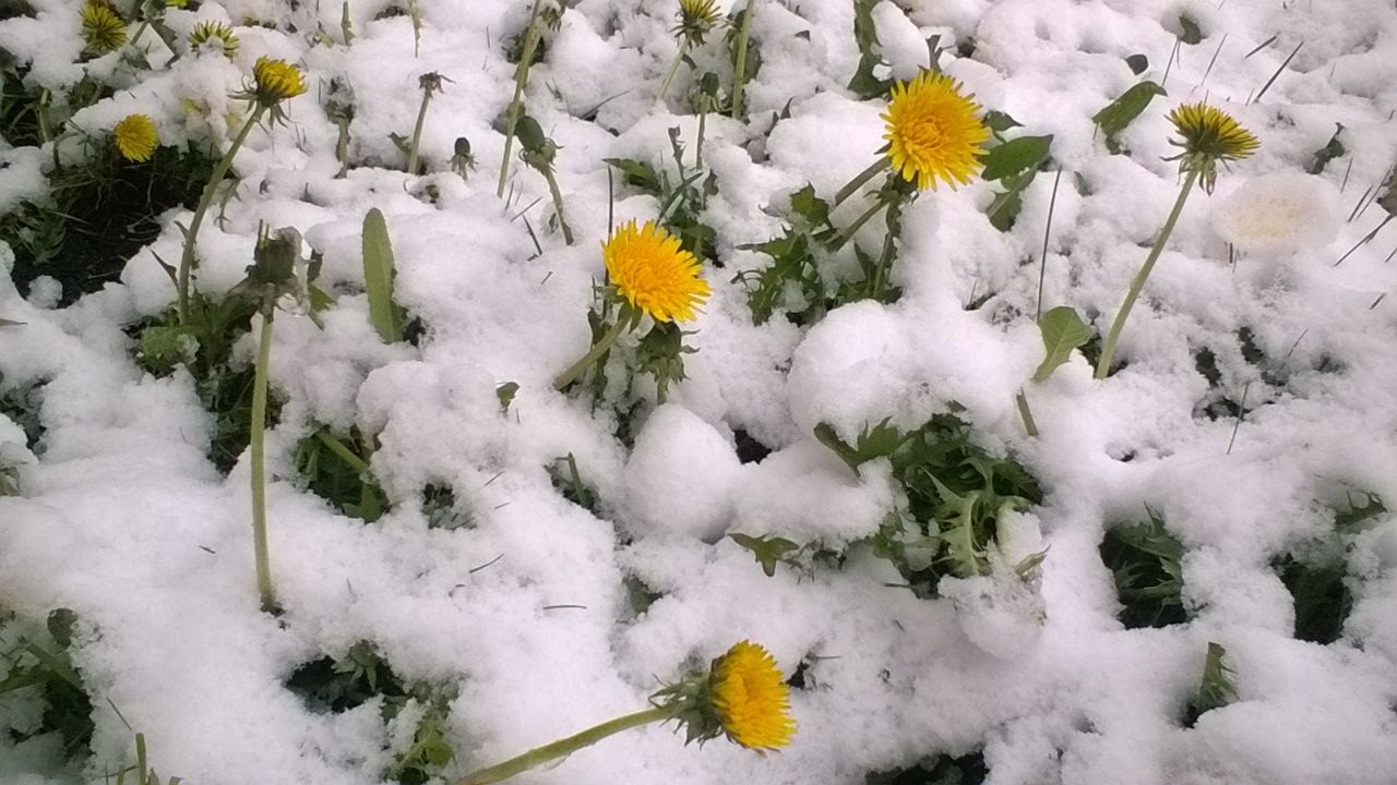 В весну снег выпадает