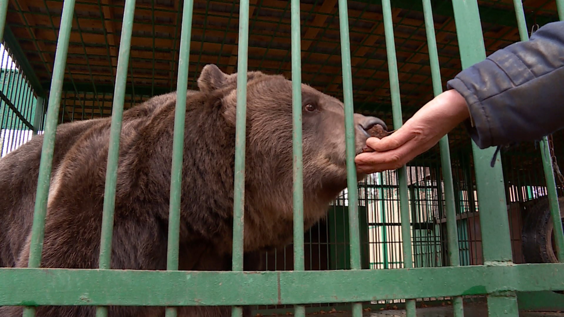 Погода медведов. Костромской зоопарк Кострома. Медведи Костромской зоопарк. Медведь в зоопарке.