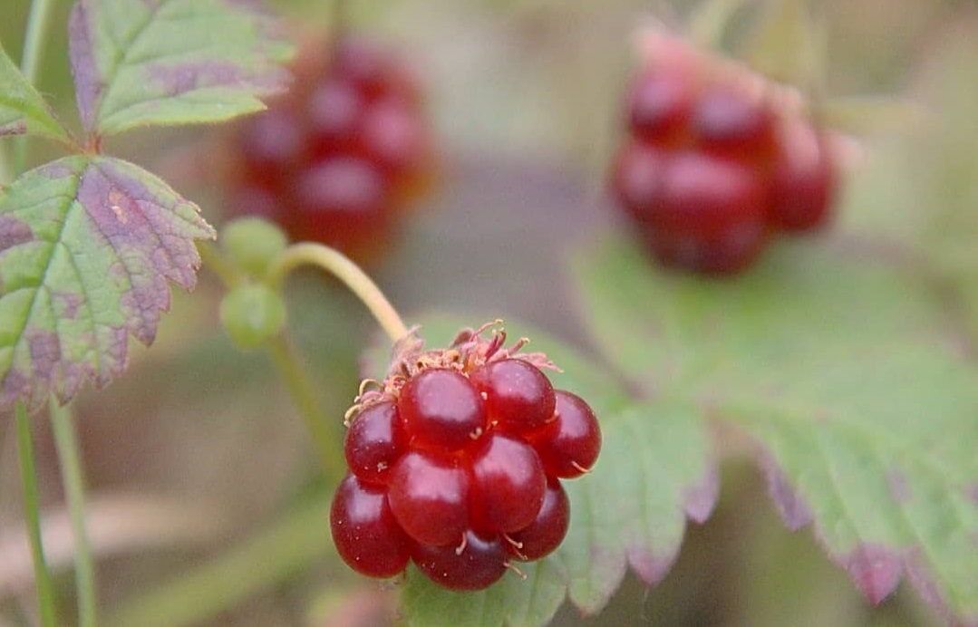 Костромские «мичуринцы» вывели сорт редкой ягоды 