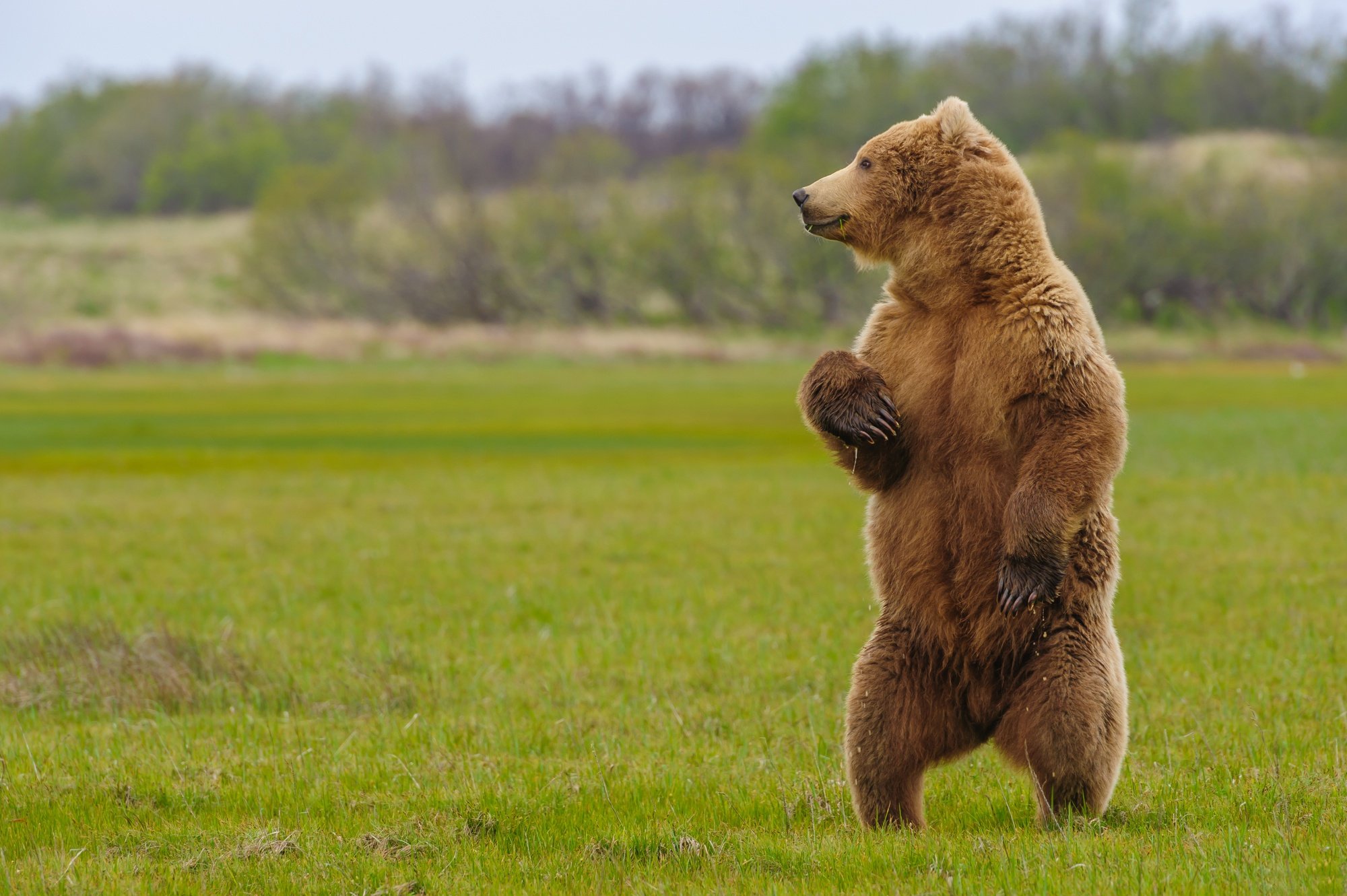 В Костромской области медведь заглянул к садоводам