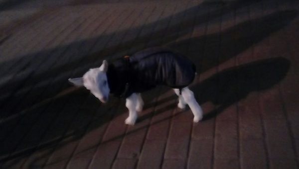 Новый тренд: по улицам Костромы эффектно выгуливают молодых козлов