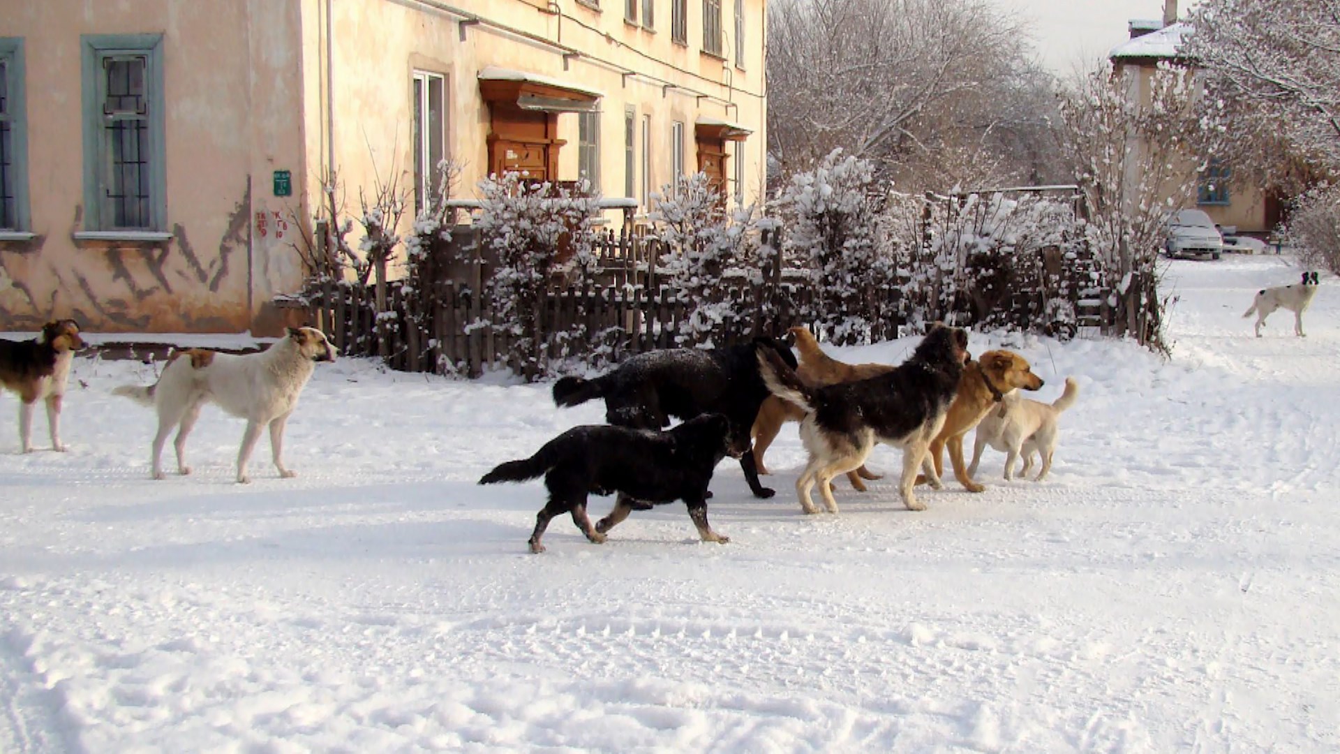 Жители костромского райцентра задумали провести собачью перепись