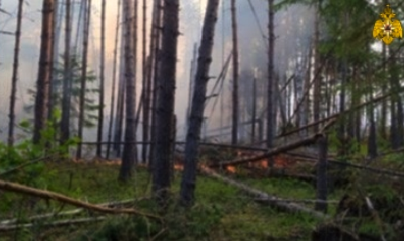 Крупный пожар в Костромской области: горит 95 гектаров леса
