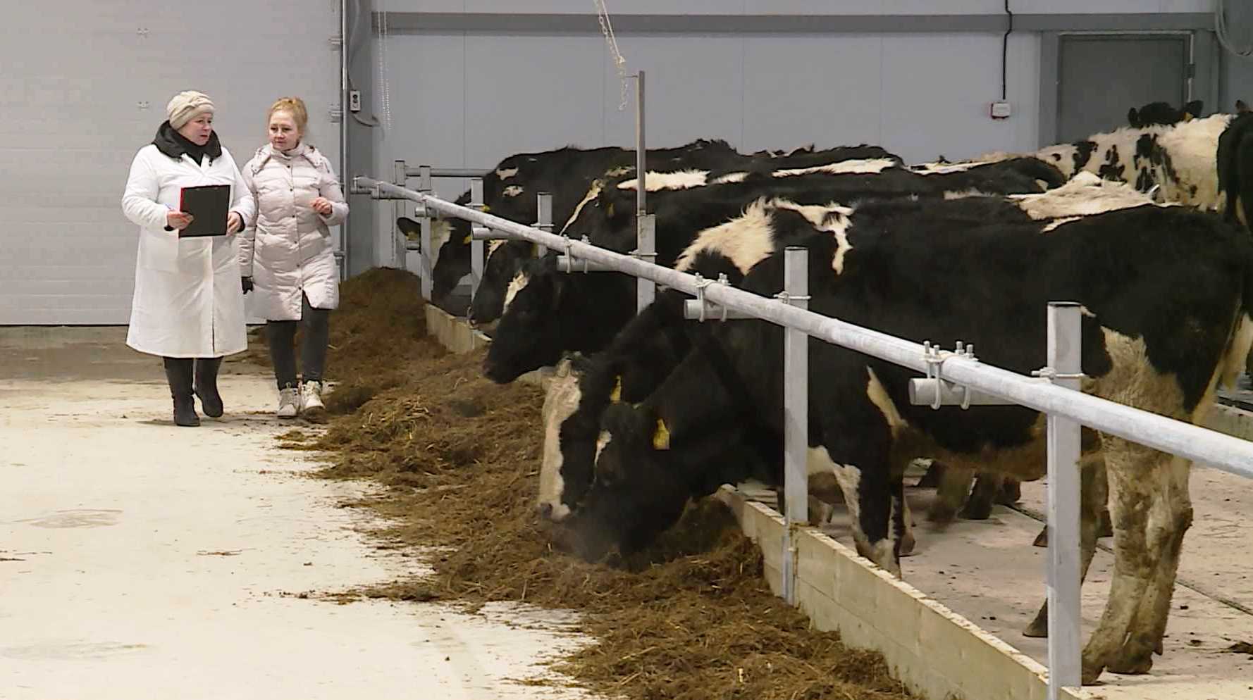 Надои от костромских коров повысились сразу на 10%