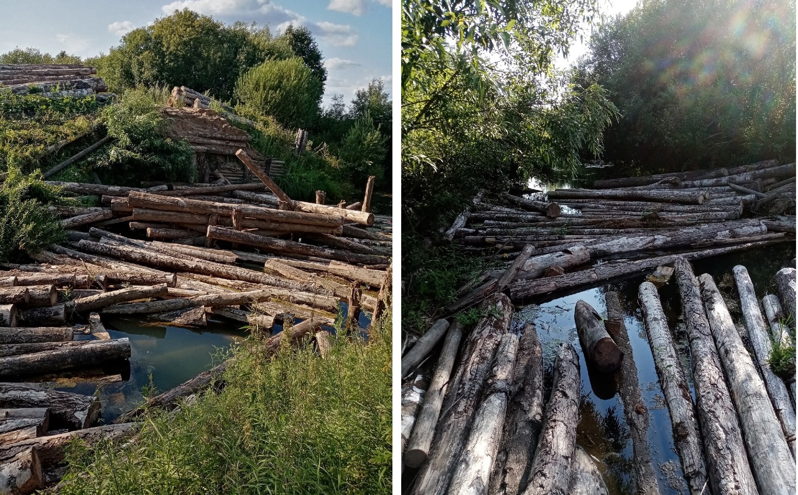 Реку в Костромской области превратили в свалку леса