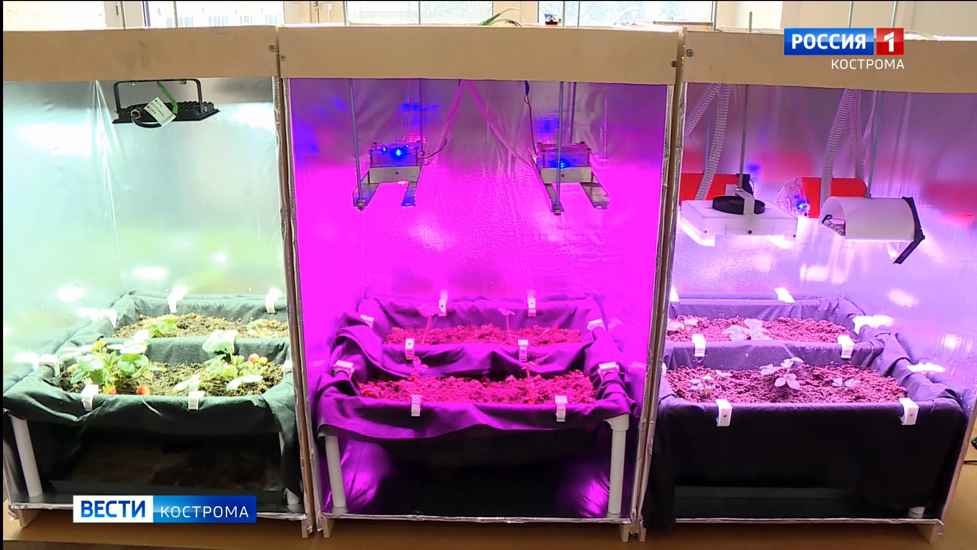 Студенты Костромской сельхозакадемии изобрели фитосветильник для тепличной клубники