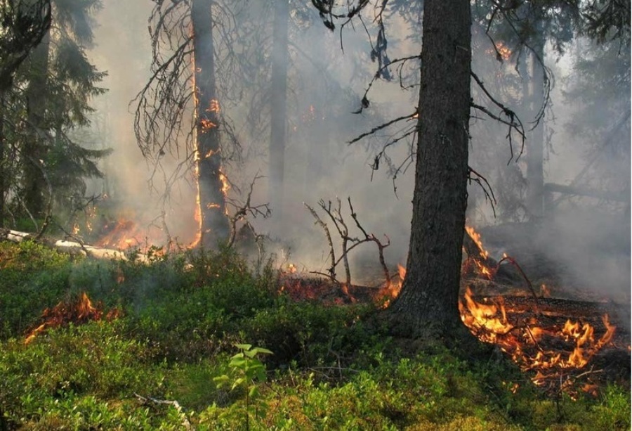 В Костромской области загорелся лес на площади в 20 гектаров