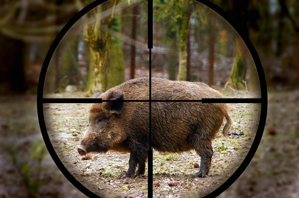 Из-за чумы свиней запретили охоту в ряде районов Костромской области 