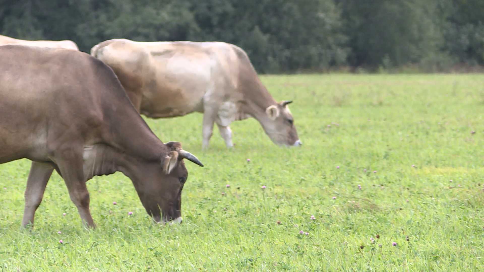Костромские коровы переезжают на ПМЖ в Татарстан