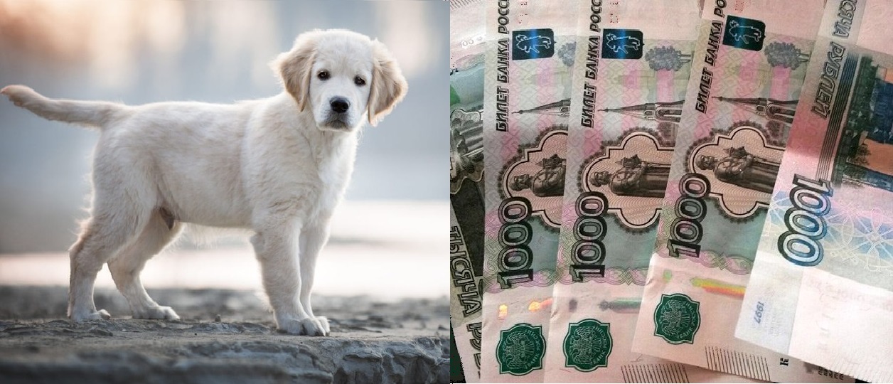 У молодой костромички выманили деньги с помощью щенка