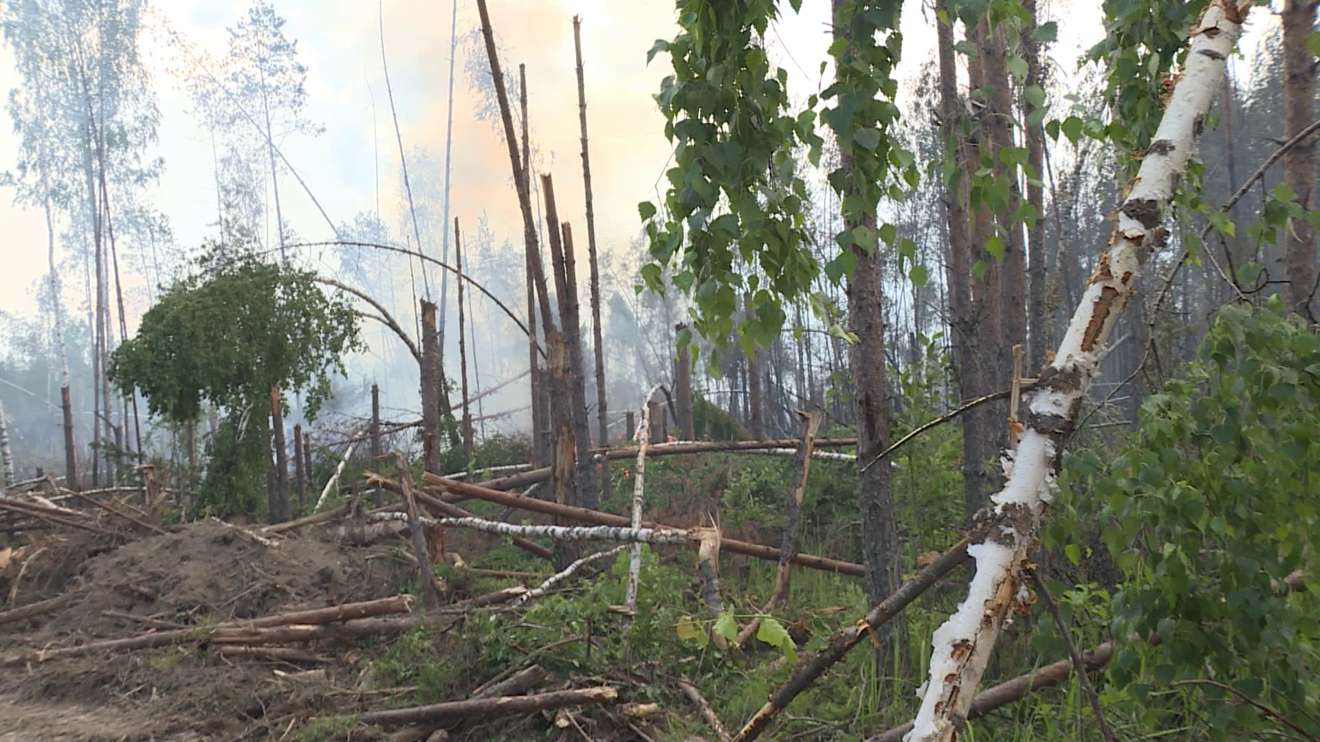 Все лесные пожары в Костромской области удалось потушить оперативно