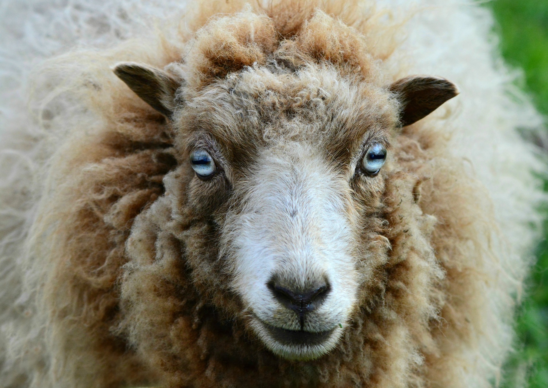 Полторы сотни овец в Костромской области исчезли в неизвестном направлении