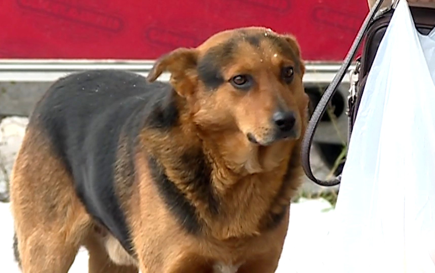 Главе костромского муниципалитета досталось за кусачих собак