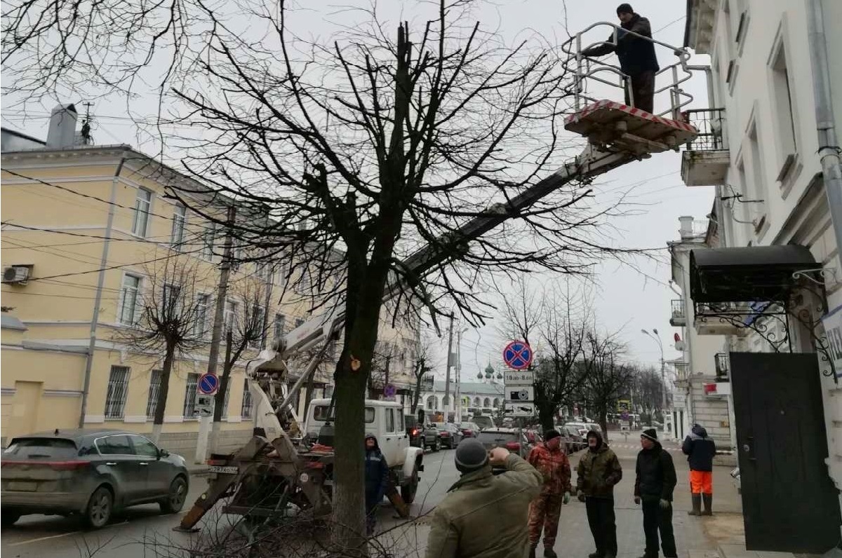 В Костроме началась весенняя обрезка деревьев