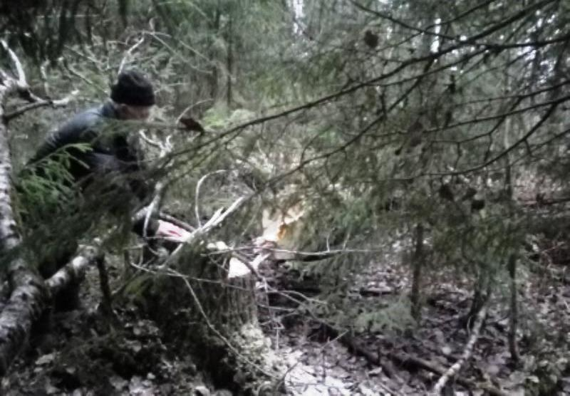 Смерть в лесу: костромича осудили за неаккуратно спиленную осину