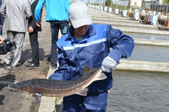 В Костромской области выросла добыча рыбы и черной икры