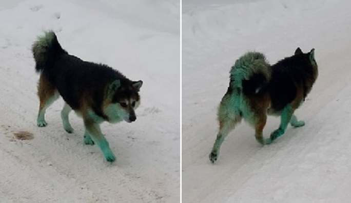 «По улице ходила…»: в  костромском райцентре жители встретили зеленую собаку