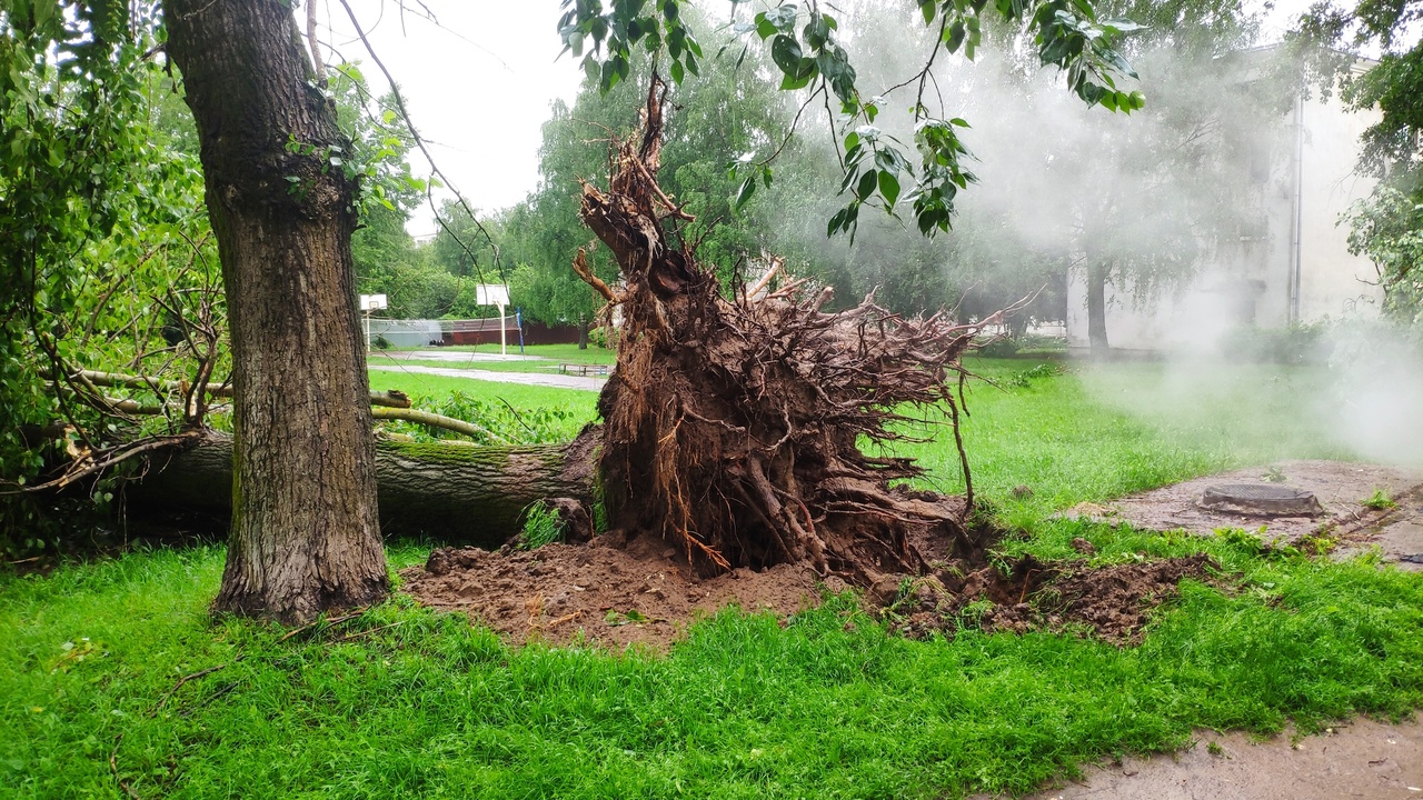 Ветер повалил в Костроме десяток деревьев и столб