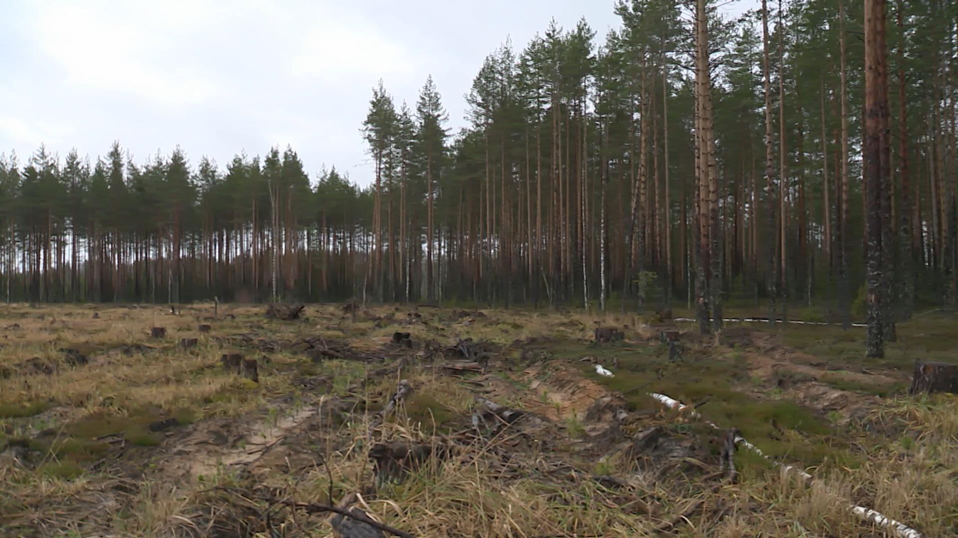 Костромские леса избавляют от «мертвых душ»