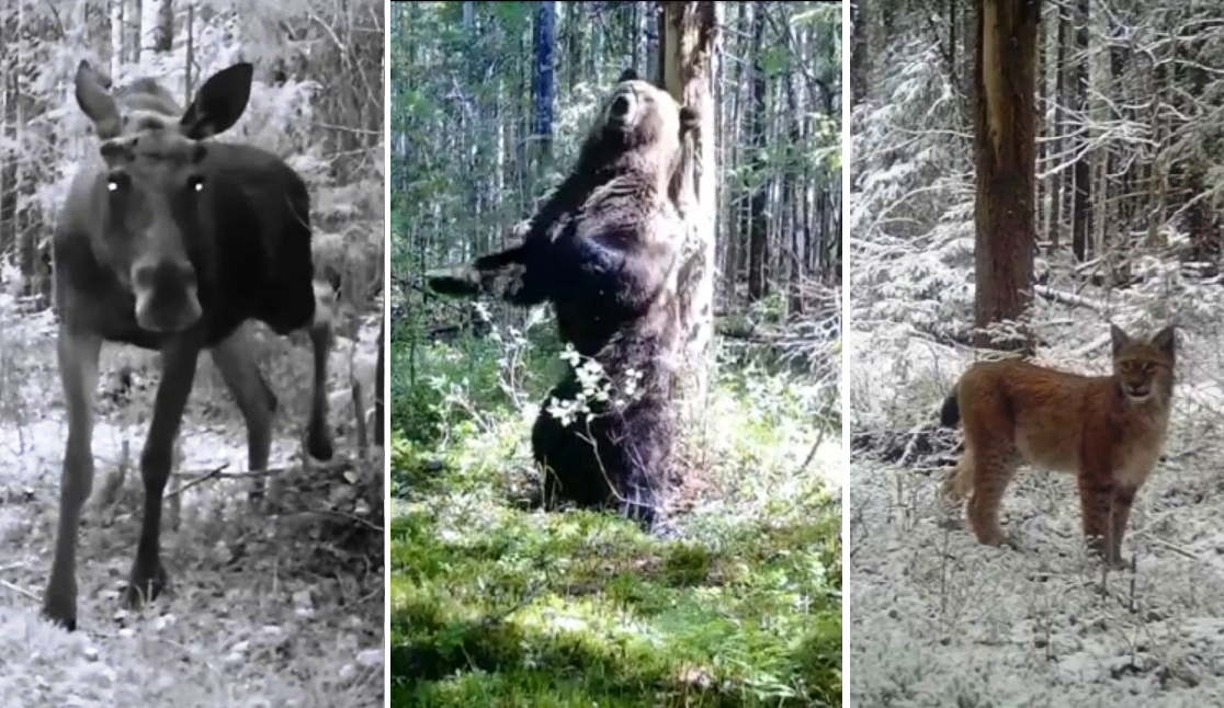 «Фоторужьё» в костромском лесу поймало рысь, лося и медведя