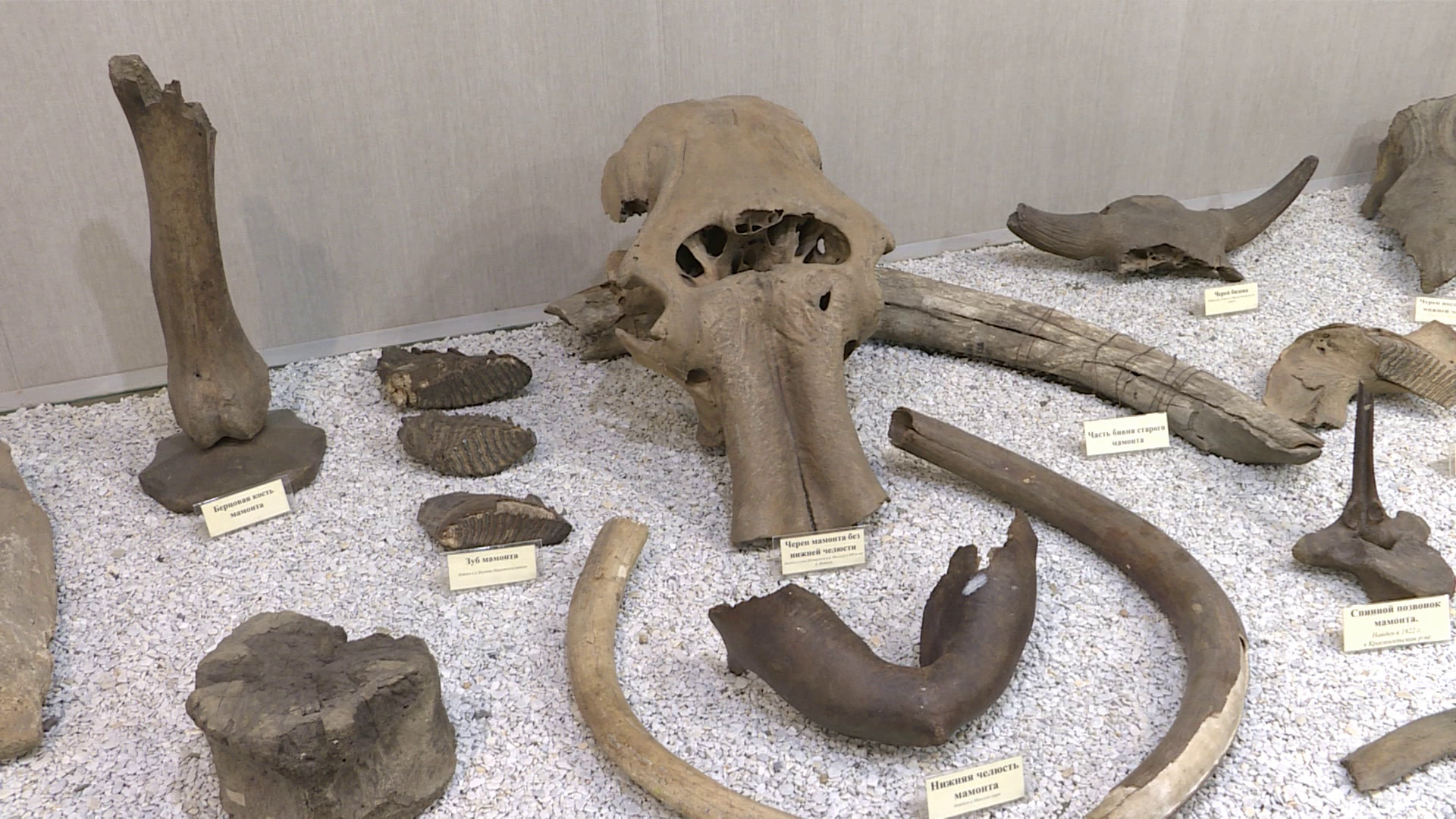Костромской музей похвастал бивнями мамонта с человеческий рост