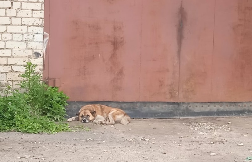 Сторожевой пёс в Костроме потерял работу в результате транспортной реформы