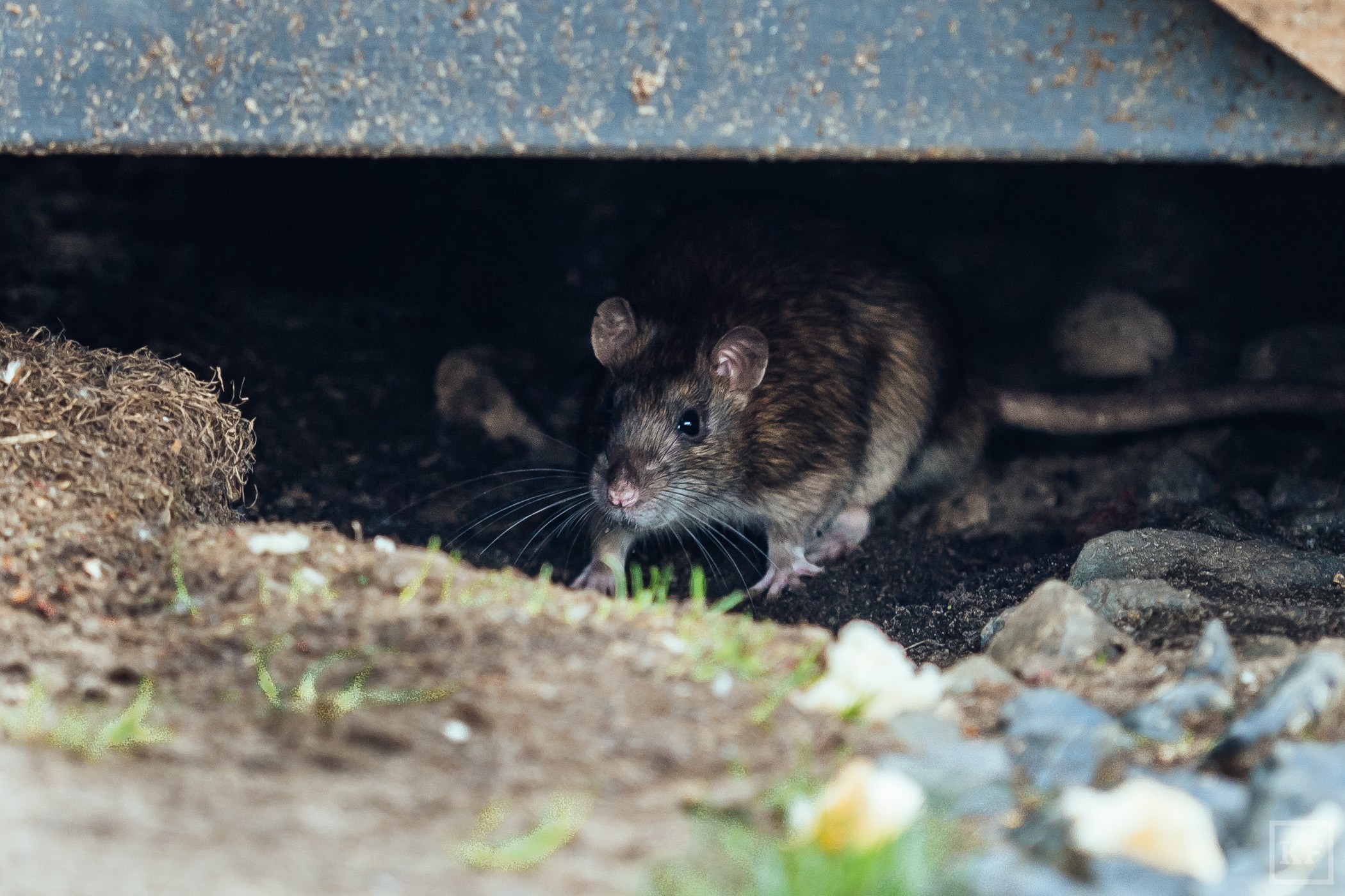 В Костроме сегодня начинается массовая травля крыс