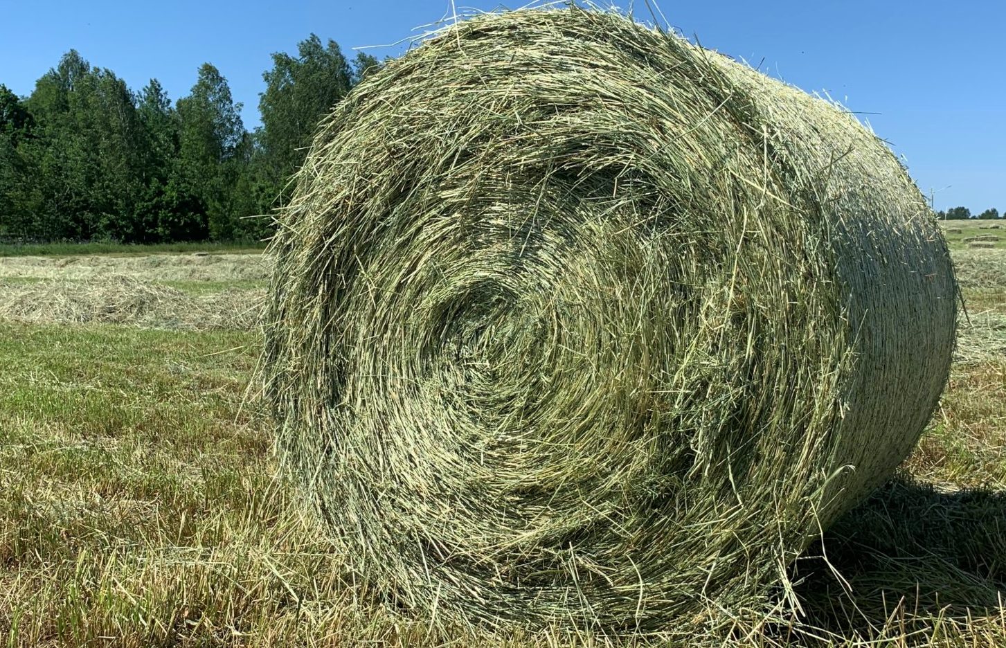 Костромские аграрии перевыполнили план по заготовке кормов