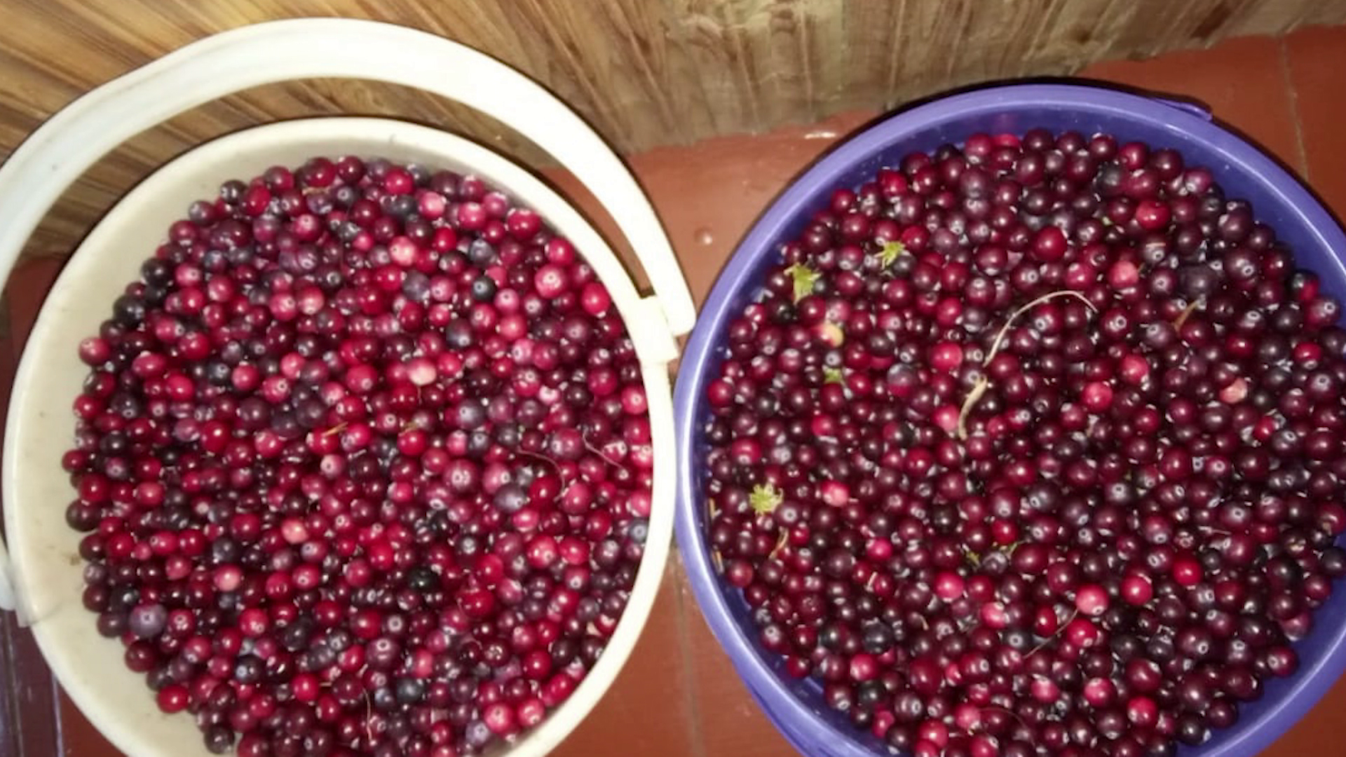 Урожай осенних ягод в лесах Костромской области в этом году небогат