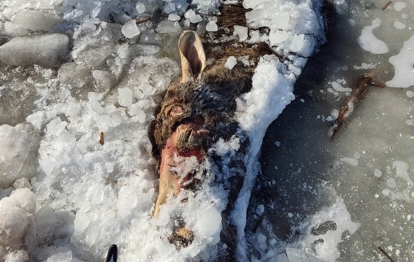 В Костроме на берегу Волги обнаружили труп лося