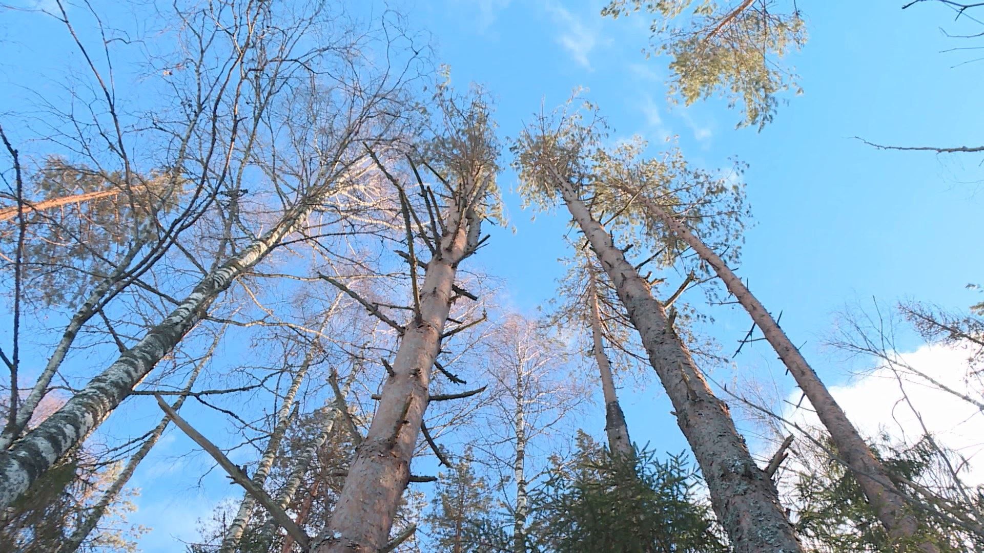 В Костромской области проведут перепись деревьев