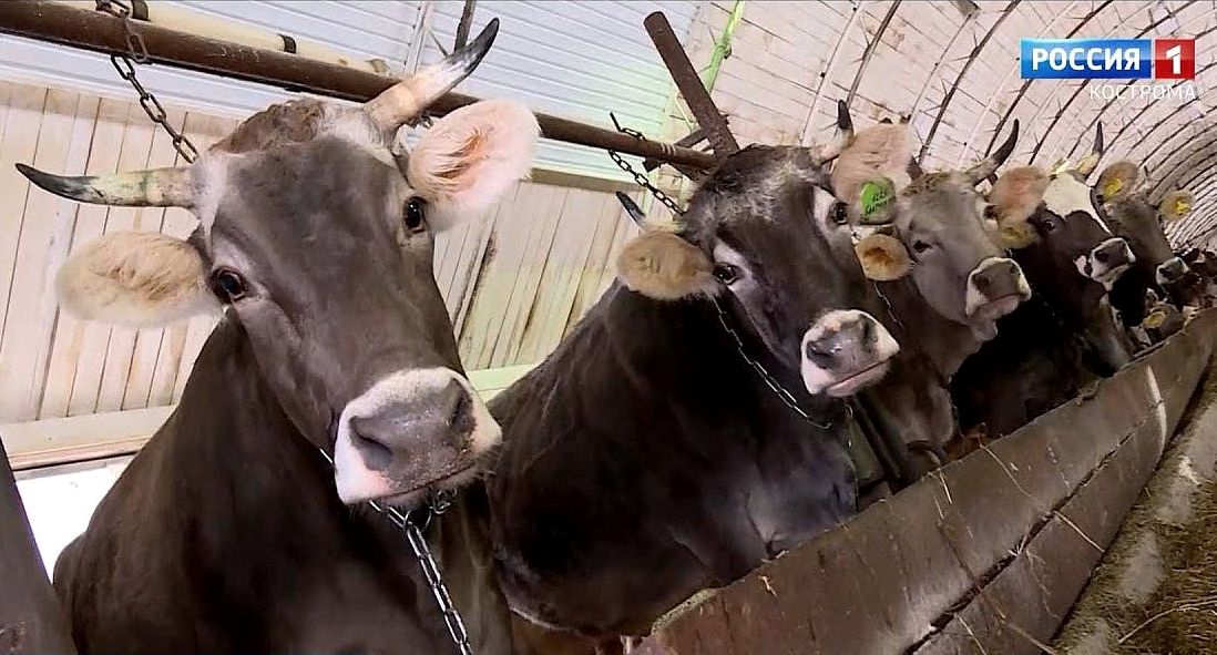 Фермы в Костромской области демонстрируют устойчивый рост производства молока