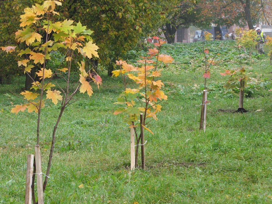 Осенняя посадка деревьев началась в Костроме